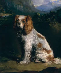 Un Spaniel King Charles